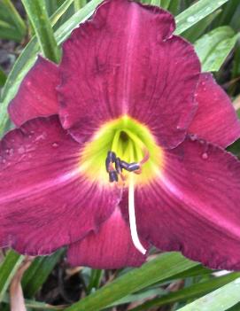 Hemerocallis 'Hawaiian Nights'