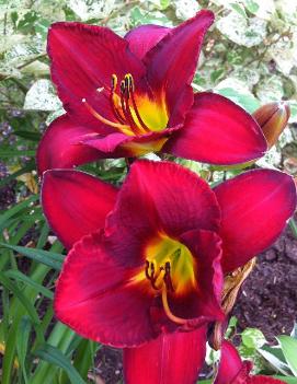 Hemerocallis 'James Marsh'