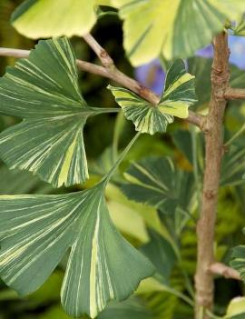 Ginkgo biloba 'California Sunset'