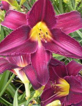 Hemerocallis 'Wayside King Royale'