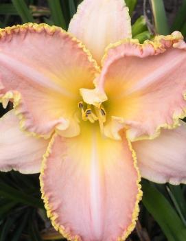 Hemerocallis 'Enchanted April'