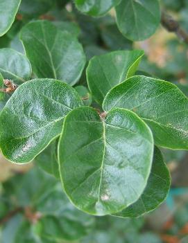 Fagus sylvatica 'Rotundifolia'