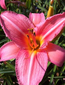 Hemerocallis 'Heron'