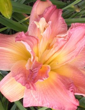 Hemerocallis 'Pink Peppermint'