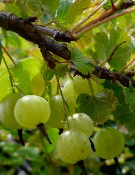 Gooseberry 'Pixwell'