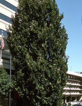 Fagus sylvatica 'Fastigiata'