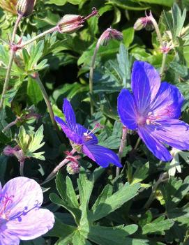 Geranium x 'Johnson's Blue'