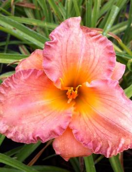 Hemerocallis 'Smoky Mountain Autumn'