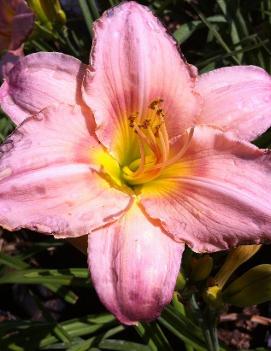 Hemerocallis 'Corinthian Pink'