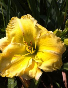 Hemerocallis 'Immersed in Beauty'