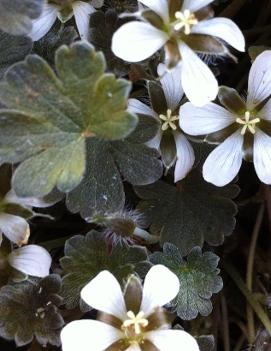 Geranium sessiliflorum 'Nigricans'