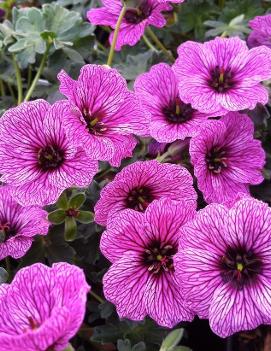 Geranium cinereum 'Lawrence Flatman'