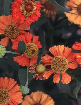 Helenium x Dancing Flames ('Flammenspiel')