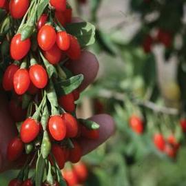 Goji Berry Big Lifeberry® ('SMNDBL')