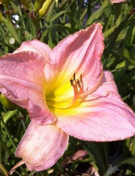 Hemerocallis 'Mariska'