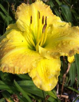 Hemerocallis 'Smuggler's Gold'