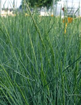 Festuca glauca Blue Finch ('Blaufink')