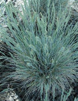 Festuca glauca 'Boulder Blue'