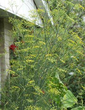 Foeniculum vulgare