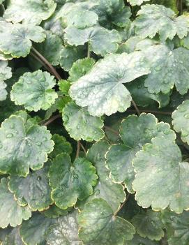 Heuchera sanguinea 'White Clouds'