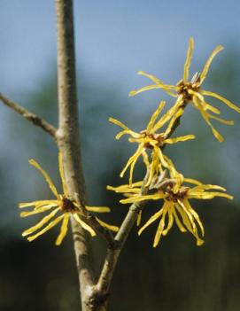 Hamamelis x intermedia 'Westerstede'