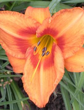 Hemerocallis 'Leebea Orange Crush'