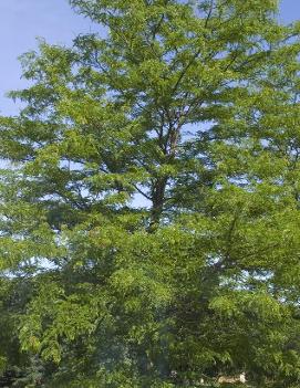 Gleditsia triacanthos var. inermis 'Shademaster'