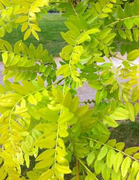 Gleditsia triacanthos var. inermis Sunburst® ('Suncole') (PP1313)