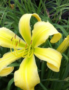 Hemerocallis 'Spider Miracle'