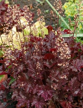 Heuchera x 'Blackberry Crisp' (PP22914, COPF)