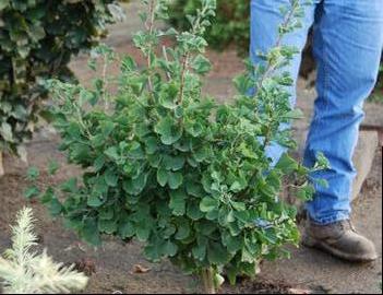 Ginkgo biloba 'Jade Butterflies'