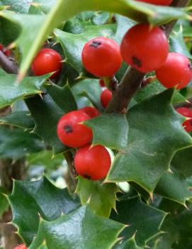 Ilex x Red Beauty® ('Rutzan') (PP14750)