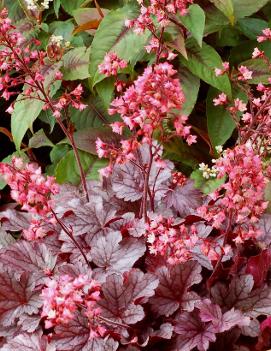 Heuchera x 'Milan' (PP21682, COPF)