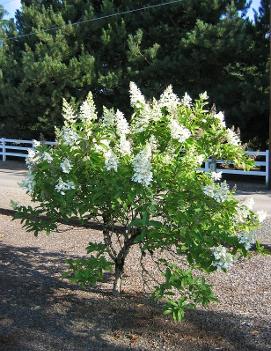 Hydrangea paniculata 'Tardiva'