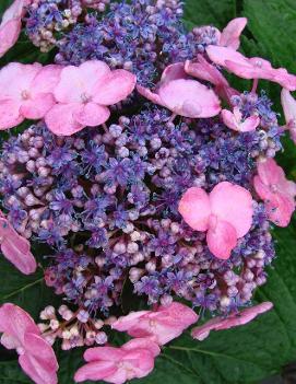 Hydrangea macrophylla Endless Summer®Twist-n-Shout® ('PIIHM-I') (PP217116, CPBR3688)