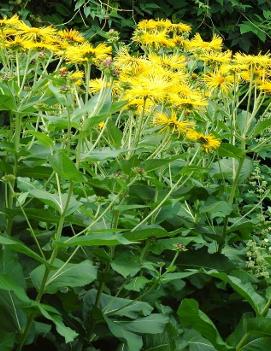 Inula helenium