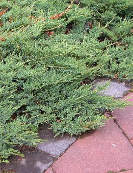 Juniperus horizontalis 'Wiltonii'