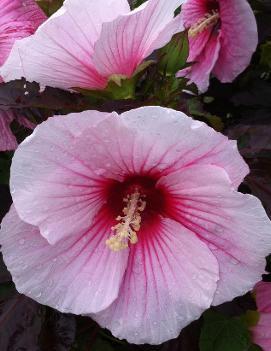 Hibiscus x 'Summer Storm' (PP20443)