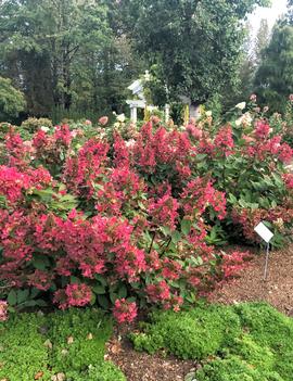 Hydrangea paniculata Flare™ ('Kolmavesu') (PP26,928)