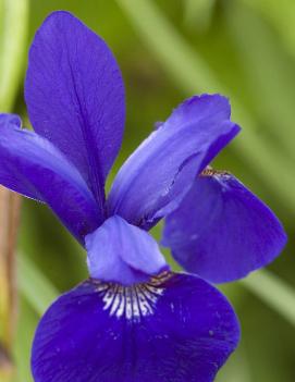 Iris sibirica 'Caesar's Brother'