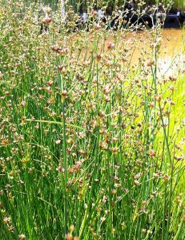 Juncus torreyi