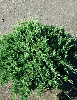 Juniperus horizontalis 'Turquoise Spreader'