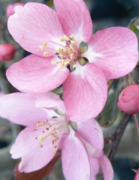 Malus 'Makamik'