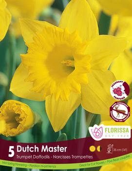 Narcissus 'Dutch Master'