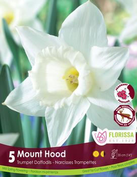 Narcissus 'Mount Hood'