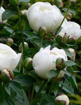 Paeonia 'Duchesse de Nemours'