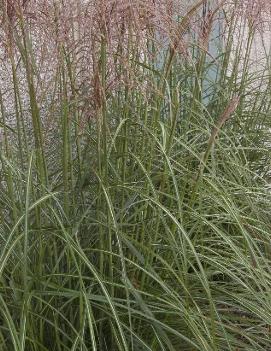 Miscanthus sinensis 'Graziella'