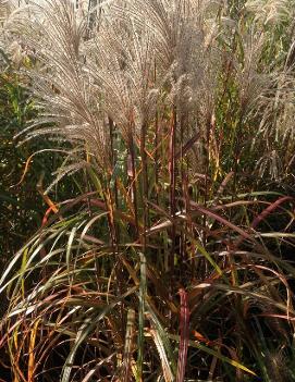 Miscanthus sinensis 'Malepartus'