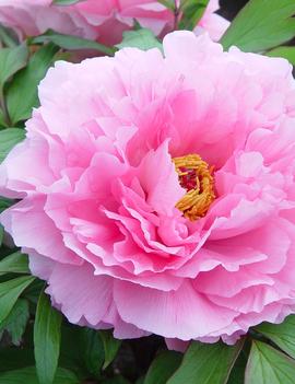 Paeonia suffruticosa 'Pink'