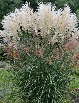 Miscanthus sinensis 'Encore' (PP29070)